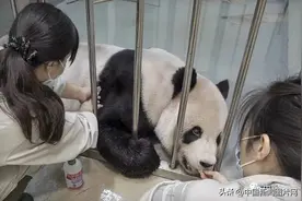 大熊猫“团团”“圆圆”的故事图片