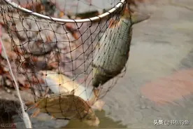挖蚯蚓还能理解！可挖鱼你能相信吗？山东一钓友在泥土里挖到了鱼图片