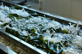 海带涨价受冷落？海底捞同款小海带变身海藻鲜粉在拼多多上热卖图片