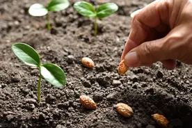 豆角啥时候种植能高产？掌握6个步骤，摘了一茬又一茬图片