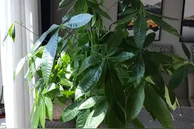 发财树不浇“5种水”，浇了轻则烂叶，重则烂根，夏季尤其注意图片