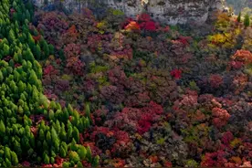 拿好！济南免费赏红叶“天花板”，盘山+赏红叶，一条线路就go了！图片