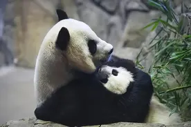 大熊猫生存能力其实很弱！生孩子难吃东西也难，怎么还没灭绝？图片