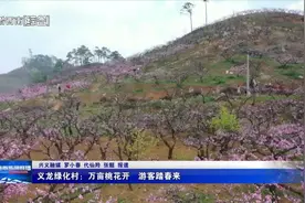 【康养胜地 人文兴义】义龙绿化村：万亩桃花开 游客踏春来图片