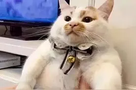 “为什么有人说，猫流口水要破财？”图片