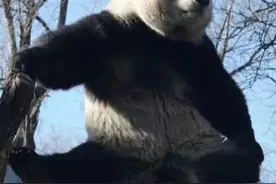 “西直门三太子”，你也太费玩具了！🤣图片