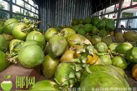 涨价了？海口市民反映椰子价格"有点贵"，记者走访→图片