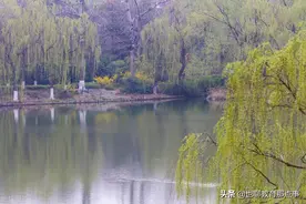 六年级下册课内现代文阅读专练三（期中）图片