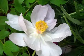 【中药心传】白芍图片