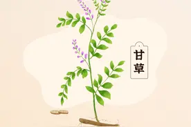 处方常常有甘草，它乃中药“和事佬”图片