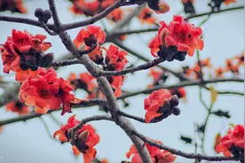 新鲜木棉花入膳，可祛湿、破春困，捡几朵今晚就做图片