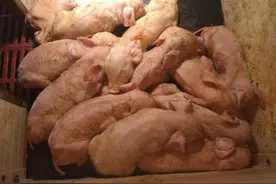 猪轮状病毒怎么治疗最快？猪轮状病毒症状及治疗方法，本文教你！图片