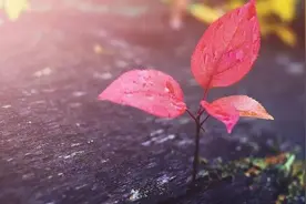 真正有才华的人往往具备这五个特征，这是成就伟大事业的表现。图片