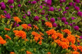 深圳的十月花海能有多美？多图放送带你识花→图片