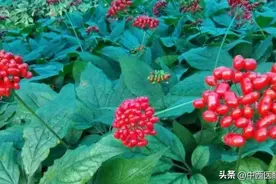 百草之王，药中之宝——人参（一）图片