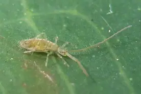 跳虫是什么虫？与跳蚤有什么区别？对人类有哪些危害？图片