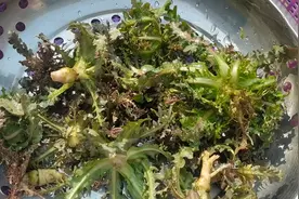 苦瓜靠边站，春天就吃苦菜，随手一拌就上桌，鲜嫩又脆爽，真好吃图片