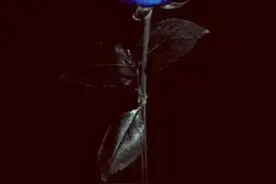 黑底玫瑰壁纸图片