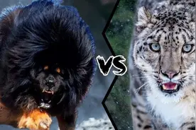 鬼獒vs雪豹，当老虎杀手遇到白色死神，谁才是真正的雪山之王呢？图片