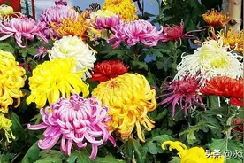 不是花中偏爱菊 此花开尽更无花 作者 范芝图片