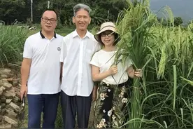 竹子和水稻竟能杂交？生出来的竹稻最高近2米，还带有竹子清香图片