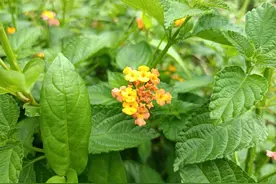老人称它为“防蚊草”，用来煮水洗澡好处多，对止痒有奇效图片