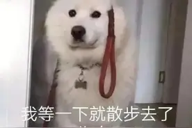 表情包分享｜狗子合集图片