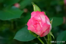 「实用技巧」适合春季拍花的滤镜（一）图片