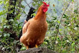 牝鸡司晨，为何母鸡也会打鸣？图片