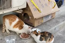 三个有关救赎、陪伴和爱的流浪猫小故事图片