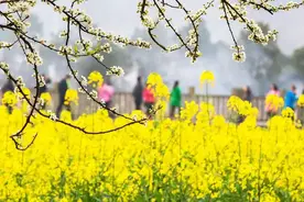 「诗词鉴赏」春门俱是看花人，十二首看花的诗词，看尽春花烂漫图片