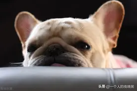 法斗犬你了解吗，想入手宠物犬的可以进来看看图片