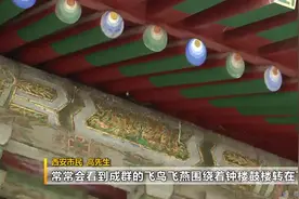 西安钟楼上演“百燕归巢”景象 专家：对钟楼的整体结构和安全性影响不大图片