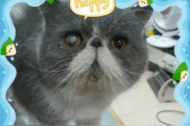 馒头是只猫图片