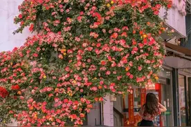 有种月季花，叫“藤彩虹”，花朵五颜六色，像彩虹，很适合做花墙图片