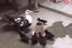 搞笑GIF：好家伙，鸭妈妈完美地诠释了什么叫“急得直跺脚”啊！图片