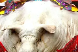 猪一辈子不杀能长多大？2200斤猪王皈依佛门，央视专门拍摄纪录片图片