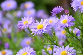 《骆驼祥子》：如果时光倒流，祥子能够改变自己的命运吗？图片