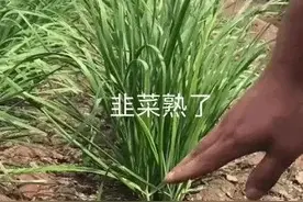 不要轻信网络！百万财经大V靠割粉丝韭菜牟利上千万，获罪4年10月图片