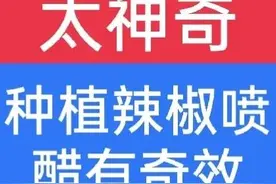 喷醋为什么能使辣椒增产？怎么喷醋才合理？一文说全清图片