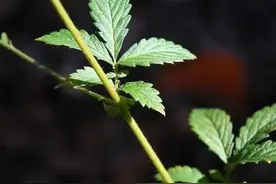 万物有灵 | 起死回生话仙草——仙鹤草图片