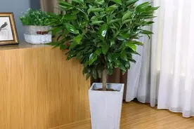 “客厅养好树，后代辈辈富”，3种镇宅树随便养一棵，人兴家旺！图片