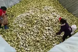 这就是你们爱吃的榨菜，看了以后还吃吗？图片