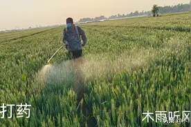 一天当中，什么时候打农药更好？对作物更有利，药效发挥更佳图片