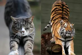 如果猫咪和老虎一样大，能打败老虎吗？猫科动物都不是吃素的图片