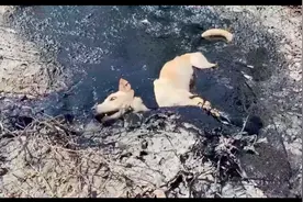 流浪狗跳入未干沥青中，越挣扎陷得越深，在太阳暴晒下已奄奄一息图片