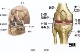 【医学科普】如何保护膝关节？且行且珍“膝”图片