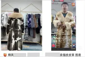 一件猫皮草要杀20多只猫，你穿得安心吗？图片