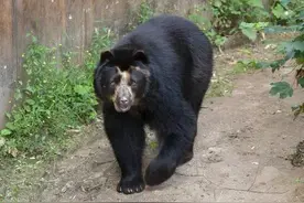 熊类智商排名，告诉你我们喜欢的大熊猫在熊类中智商有多高图片