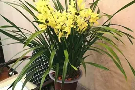新手养兰花，就选“小神童”，物美价廉，皮实好养，夏天也有花开图片